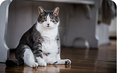 Overweight grey and white cat sitting.