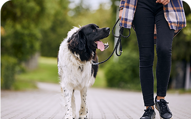 Here's an alt tag for the image: Black and white dog being walked.