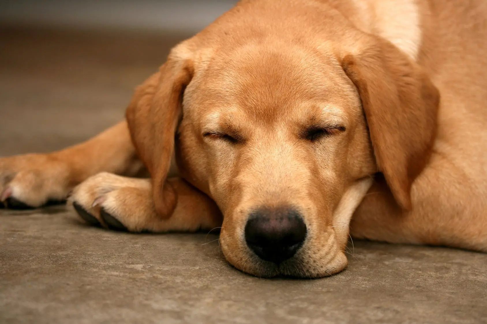 Sleeping golden retriever on concrete floor.